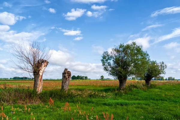 Beleza Paisagem Rural Verão Podlasie Polonia — Fotografia de Stock