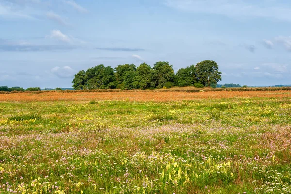 Kırsal manzaranın güzelliği. Podlasie, Polonya 'da yaz