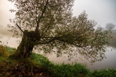 Polonya 'nın Podlasie kentindeki Yukarı Narew Vadisi' nde güzel bir sonbahar.