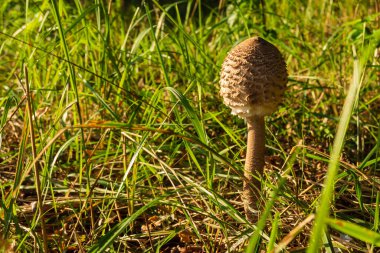 Polonya 'nın Podlasie kentindeki Narew vadisinde sisli bir sabahın güzelliği