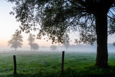 Polonya 'nın Podlasie kentindeki Narew vadisinde sisli bir sabahın güzelliği