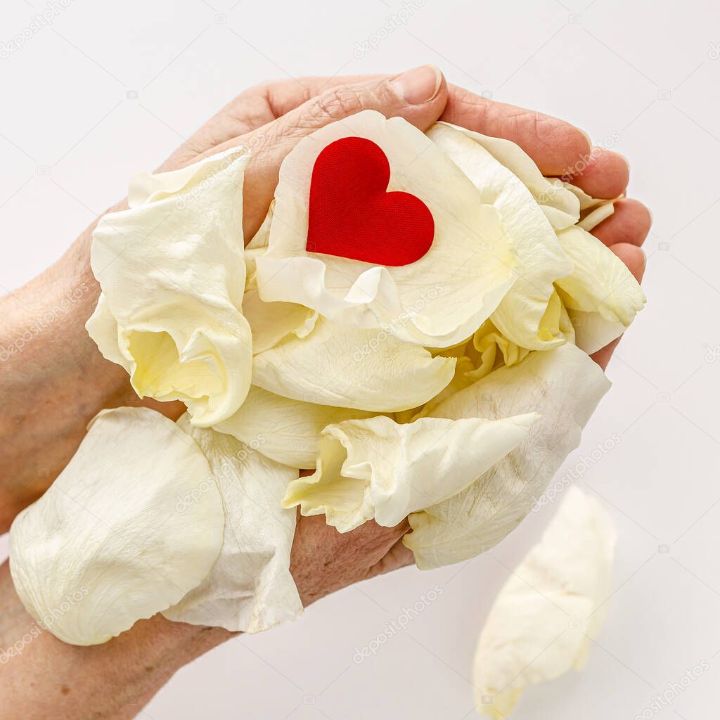 Mom's heart concept. Wrinkled hands holding flower petals and red heart.