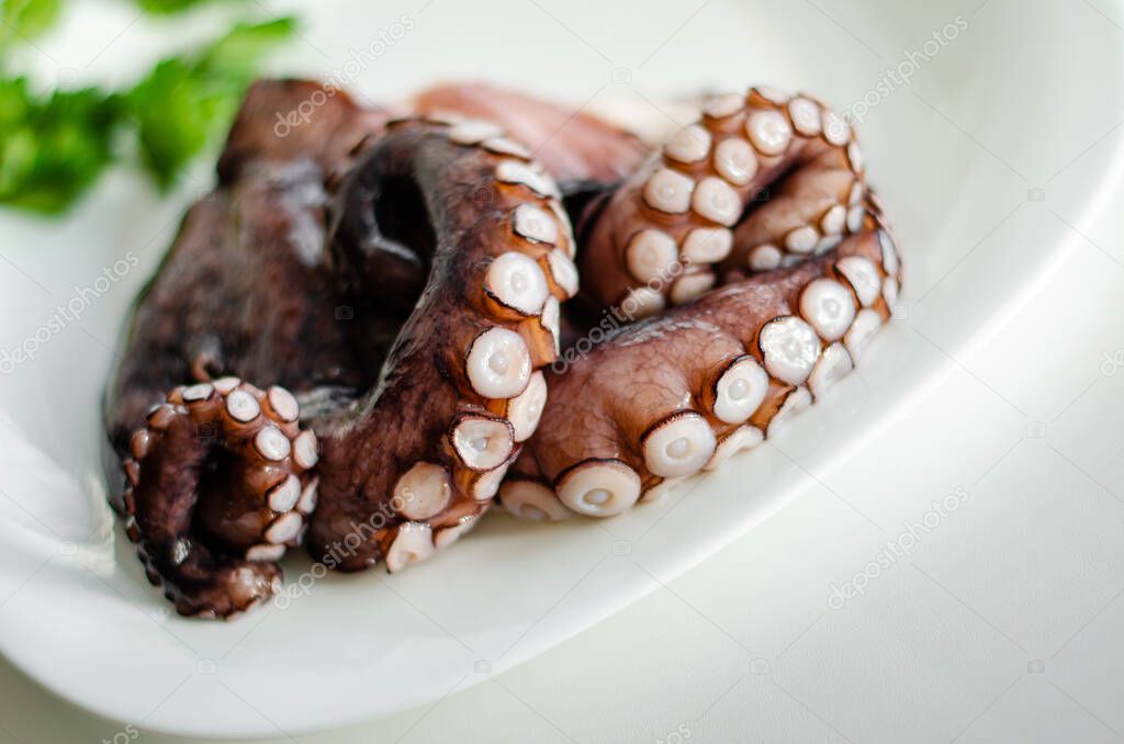 Close up of raw octopus tentacles on white background. Traditional mediterranean cuisine.