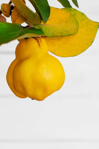 Membrillo amarillo maduro sobre fondo blanco. Concepto de frutas estacionales, espacio para copiar — Foto de Stock