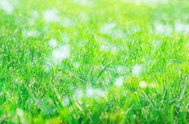 Bokeh ile bulanık yeşil çimen arkaplan