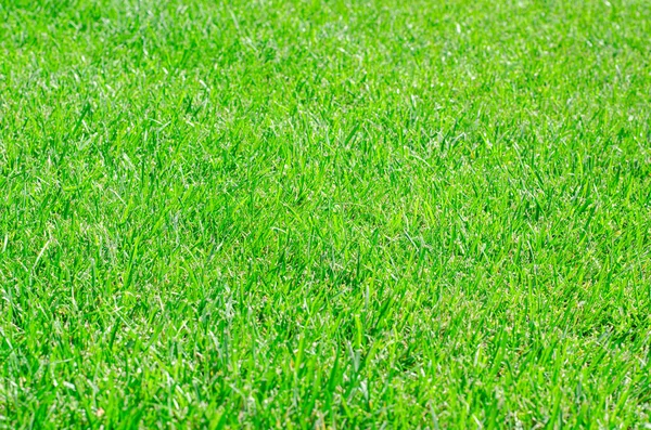 Green Grass Background Natural Texture Selective Focus Stock Photo