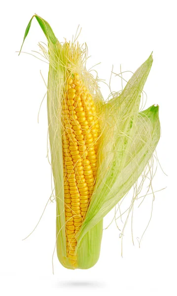 Opened Sweet Corn Cob Isolated White Clipping Path Design Element — Stock Photo, Image