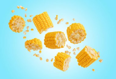 Kırık uçan mısır koçanı ve mavi taneli mısır. Ürün etiketi ve katalog baskısı için tasarım ögesi.