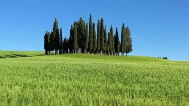 İtalya, Toskana, Val d 'Orcia, Siena Eyaleti, San Quirico yakınlarındaki Cypress ağaçları.