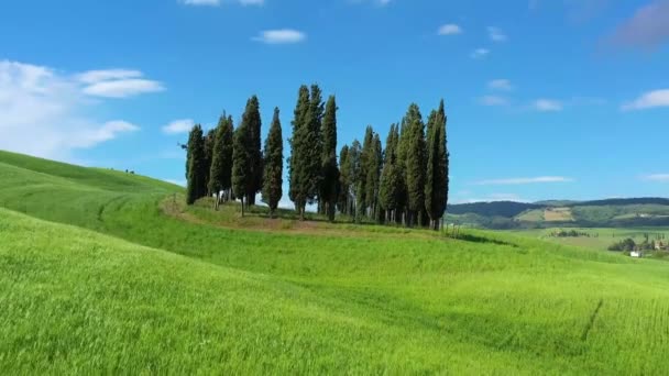 Talya Toskana Val Orcia Siena Eyaleti San Quirico Yakınlarındaki Cypress — Stok video
