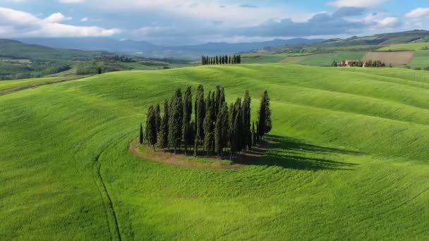 Talya Toskana Val Orcia Siena Eyaleti San Quirico Yakınlarındaki Cypress — Stok video