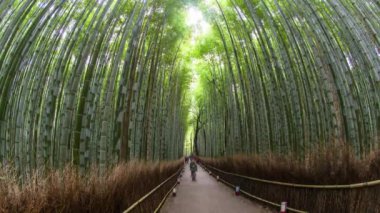  Bambu Ormanı, Sagano, Ukyo Koğuşu, Arashiyama, Kyoto, Kansai Bölgesi, Honshu, Japonya, Asya