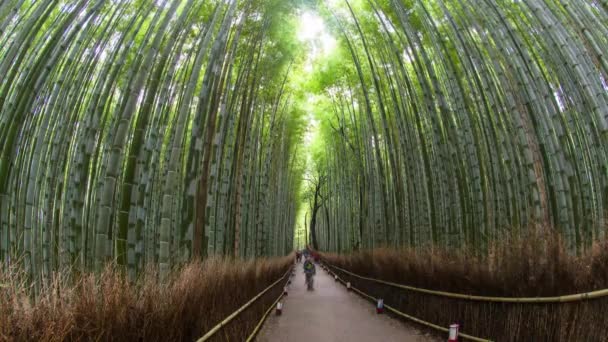 Bambuskogen Sagano Ukyo Ward Arashiyama Kyoto Kansai Region Honshu Japan — Stockvideo