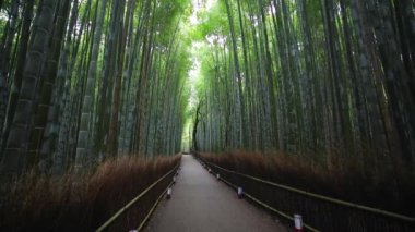  Bambu Ormanı, Sagano, Ukyo Koğuşu, Arashiyama, Kyoto, Kansai Bölgesi, Honshu, Japonya, Asya