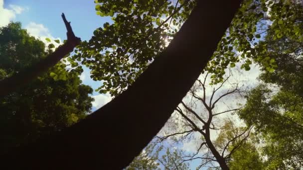 Levendig en helder ondergaande zon achter de boomgrens in de wildernis Hd Slowmo — Stockvideo