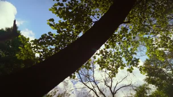 Coucher de soleil vif et lumineux derrière la ligne des arbres en pleine nature HD Slowmo — Video