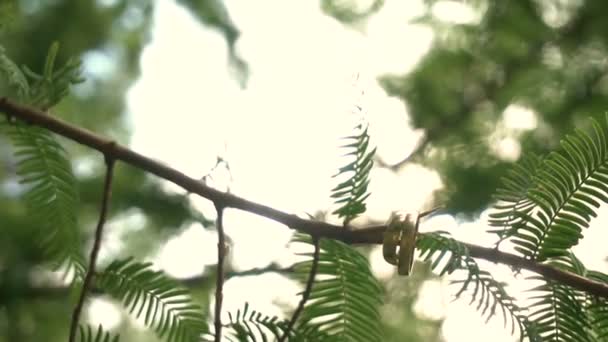 Anillos de boda dorados colgando en la rama en el fondo verde — Vídeos de Stock