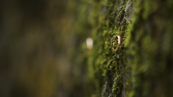 Anneaux de mariage dorés suspendus sur la branche sur le fond vert — Video