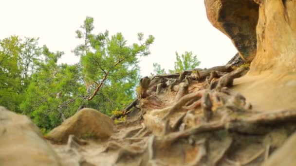 Avanzando hacia bosques de pinos y valle montañoso. sol en el día de verano — Vídeo de stock