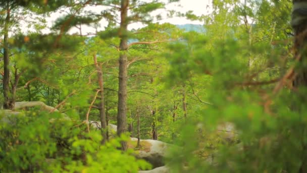 Avanzando hacia bosques de pinos y valle montañoso. sol en el día de verano — Vídeo de stock