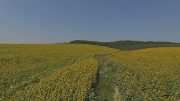 4k Flying over fields of sunflowers, aerial video. Fields of sunflowers — Stock Video