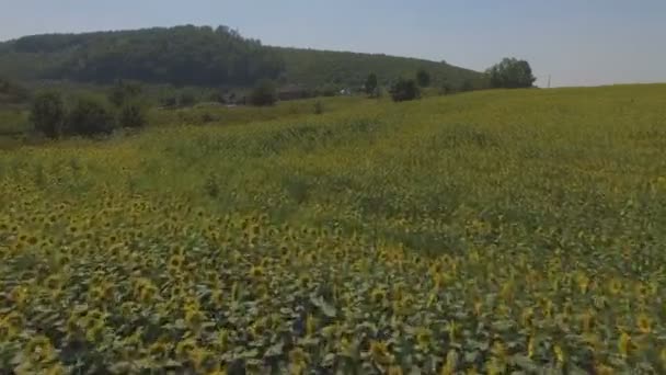 4k vliegen over velden met zonnebloemen, luchtfoto video. Velden met zonnebloemen — Stockvideo