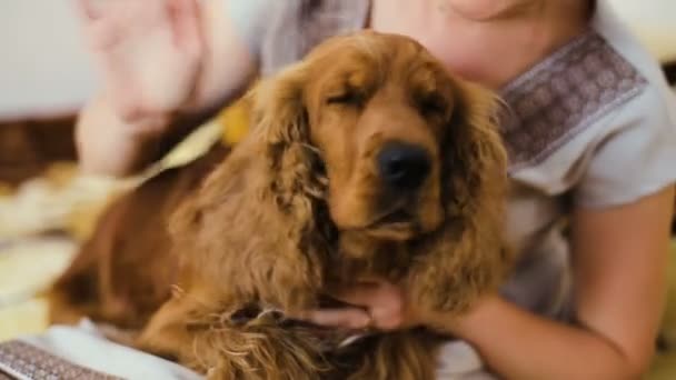 Woman and dog cocker spaniel. He strokes, touches, hugs, kisses, smiles — Stock Video