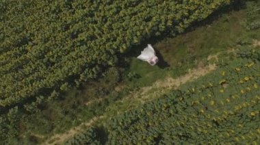 4 k hava görüntüleri damat ve gelin bir alanda yürüyüş ayçiçeği tam