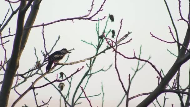 Bird Dendrocoptes, pájaro carpintero encaramado en la rama del árbol y buscando plagas UHD — Vídeos de Stock