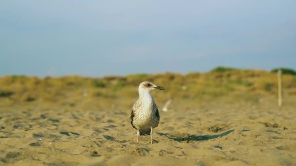 Una gran gaviota gris camina por la playa al atardecer 4k — Vídeos de Stock