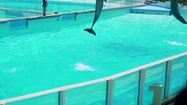 Delfines saltando del agua en cámara lenta — Vídeos de Stock