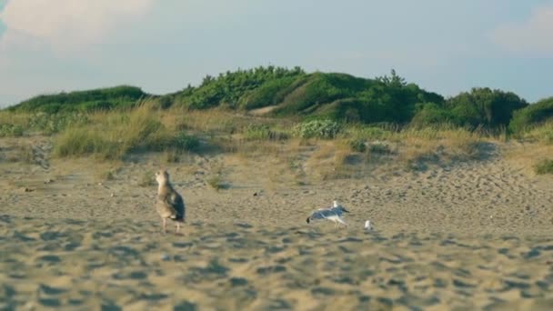 Prise de vue au ralenti d'une mouette marchant sur la plage pendant l'heure dorée . — Video