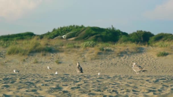 Prise de vue au ralenti d'une mouette marchant sur la plage pendant l'heure dorée . — Video