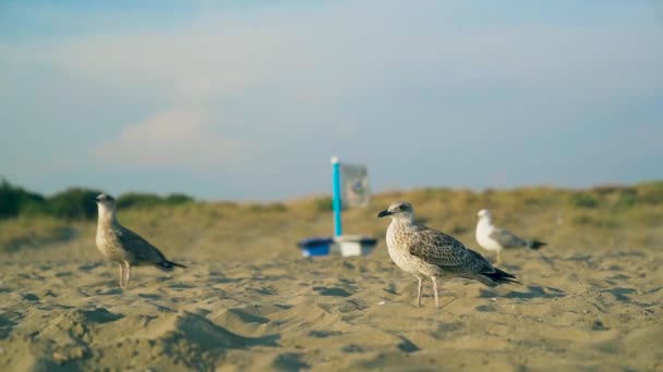 Prise de vue au ralenti d'une mouette marchant sur la plage pendant l'heure dorée . — Video