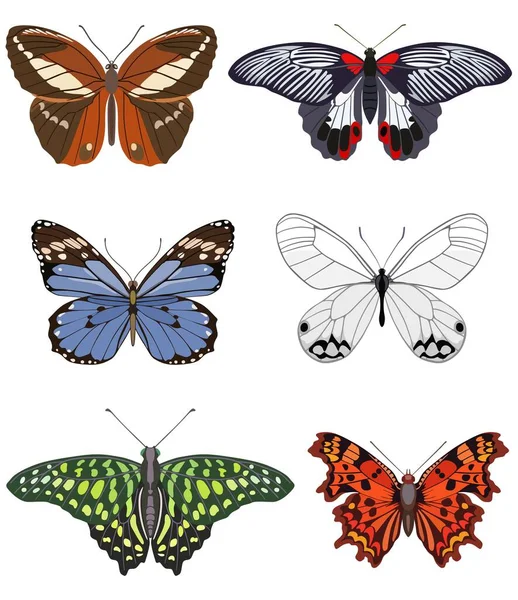 Coleção de borboletas decoradas de raças diferentes. Ilustração vetorial — Vetor de Stock