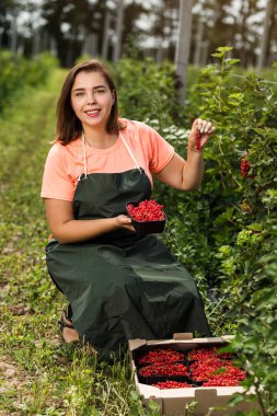 Frenk üzümü yetiştiricileri mühendis bahçesinde hasat, bulunan kadın çilek kutusu ile çalışma