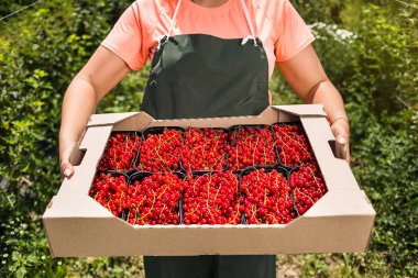 Frenk üzümü yetiştiricileri mühendis bahçesinde hasat, bulunan kadın çilek kutusu ile çalışma