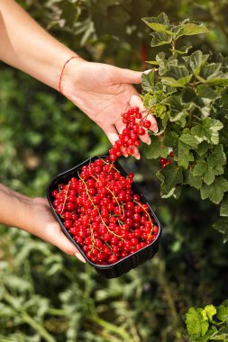 Frenk üzümü yetiştiricileri mühendis bahçesinde hasat, bulunan kadın çilek kutusu ile çalışma
