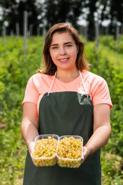 Hasat ile bahçede çilek kutusu kadınla çalışan sarı frenk üzümü yetiştiricileri mühendisi