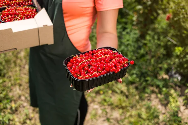 Red currant growers engineer working in  garden with harvest, woman  with box of berries