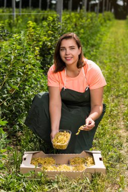 Hasat ile bahçede çilek kutusu kadınla çalışan sarı frenk üzümü yetiştiricileri mühendisi