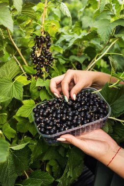 Hasat ile bahçede çilek kutusu kadınla çalışan siyah frenk üzümü yetiştiricileri mühendisi