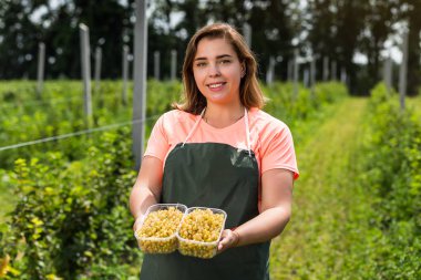 Hasat ile bahçede çilek kutusu kadınla çalışan sarı frenk üzümü yetiştiricileri mühendisi
