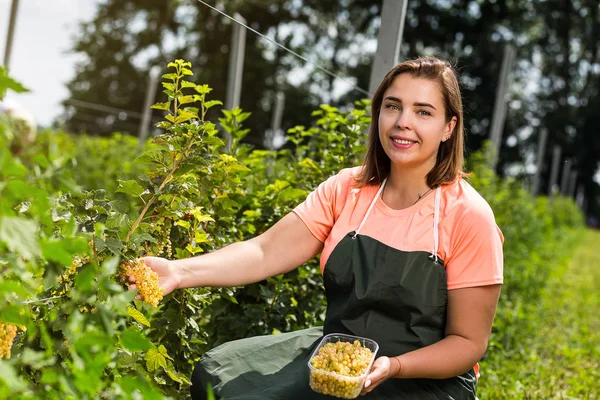 Hasat ile bahçede çilek kutusu kadınla çalışan sarı frenk üzümü yetiştiricileri mühendisi