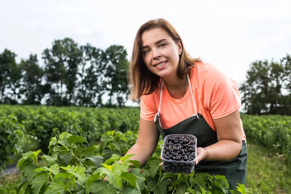 Hasat ile bahçede çilek kutusu kadınla çalışan siyah frenk üzümü yetiştiricileri mühendisi