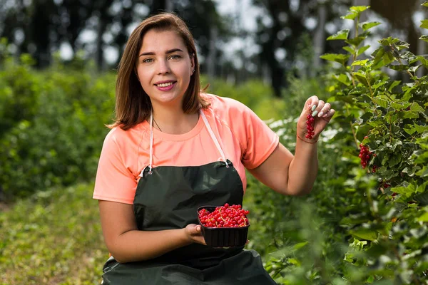 Frenk üzümü yetiştiricileri mühendis bahçesinde hasat, bulunan kadın çilek kutusu ile çalışma