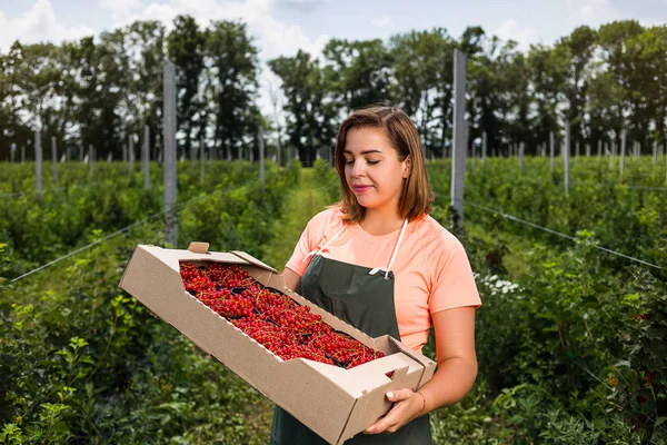 Engenheiro Cultivadores Groselha Vermelha Trabalhando Jardim Com Colheita Mulher Com — Fotografia de Stock