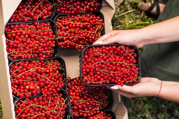 Çiftçi pazarda taze kırmızı kuş üzümü, plastik kutu dolu. 