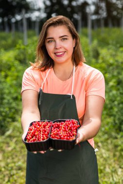 Frenk üzümü yetiştiricileri mühendis bahçesinde hasat, bulunan kadın çilek kutusu ile çalışma
