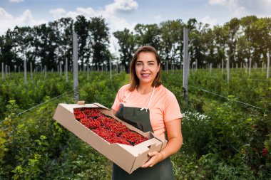 Frenk üzümü yetiştiricileri mühendis bahçesinde hasat, bulunan kadın çilek kutusu ile çalışma